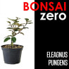 Bonsai Zero Eleagnus Pungens (colador rectangular)
