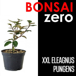 Bonsai Zero XXL Eleagnus...