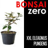 Bonsai Zero XXL Eleagnus Pungens (colador redondo)