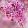 Semillas Árbol del Amor (Cercis Siliquastrum)