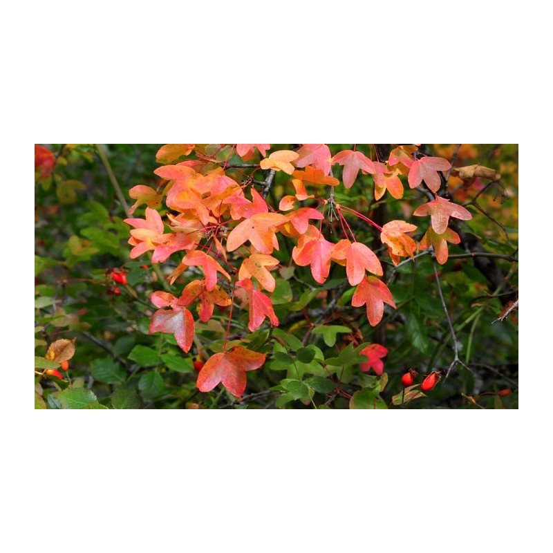 Semillas Arce de Montpelier (Acer Monspessulanum)