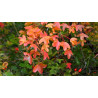 Semillas Arce de Montpelier (Acer Monspessulanum)