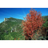 Semillas Arce de Montpelier (Acer Monspessulanum)