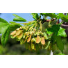 Semillas Arce de Montpelier (Acer Monspessulanum)