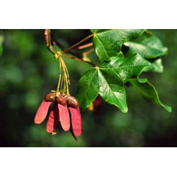 Semillas Arce de Montpelier (Acer Monspessulanum)