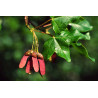 Semillas Arce de Montpelier (Acer Monspessulanum)