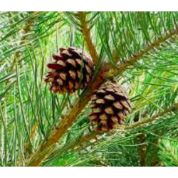 Semillas Pino Silvestre (Pinus Sylvestris)