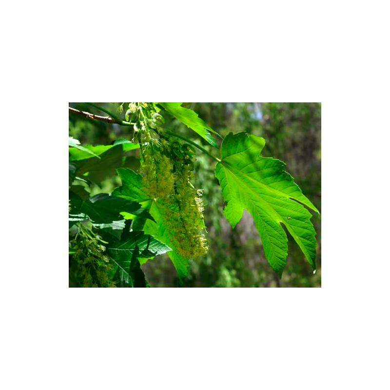 Semillas Arce Blanco (Acer Pseudoplatanus)
