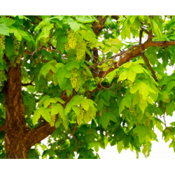 Semillas Arce Blanco (Acer Pseudoplatanus)