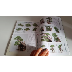 Libro cómo trabajar pino blanco japonés en Bonsai
