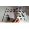 Libro cómo trabajar pino blanco japonés en Bonsai