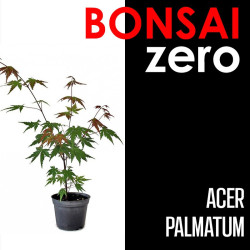 Kit Bonsai Zero Acer...