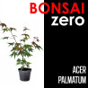 Kit Bonsai Zero Acer Palmatum (colador rectangular)