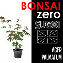 Kit Bonsai Zero SUGOI Acer Palmatum (colador rectangular)