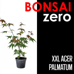 Kit Bonsai Zero XXL Acer Palmatum (colador redondo)