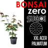 Kit Bonsai Zero XXL SUGOI Acer Palmatum (colador redondo)