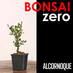 Kit Bonsai Zero Alcornoque...