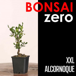 Kit Bonsai Zero XXL...