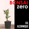 Kit Bonsai Zero XXL Alcornoque (colador redondo)