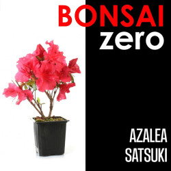 Kit Bonsai Zero Azalea...