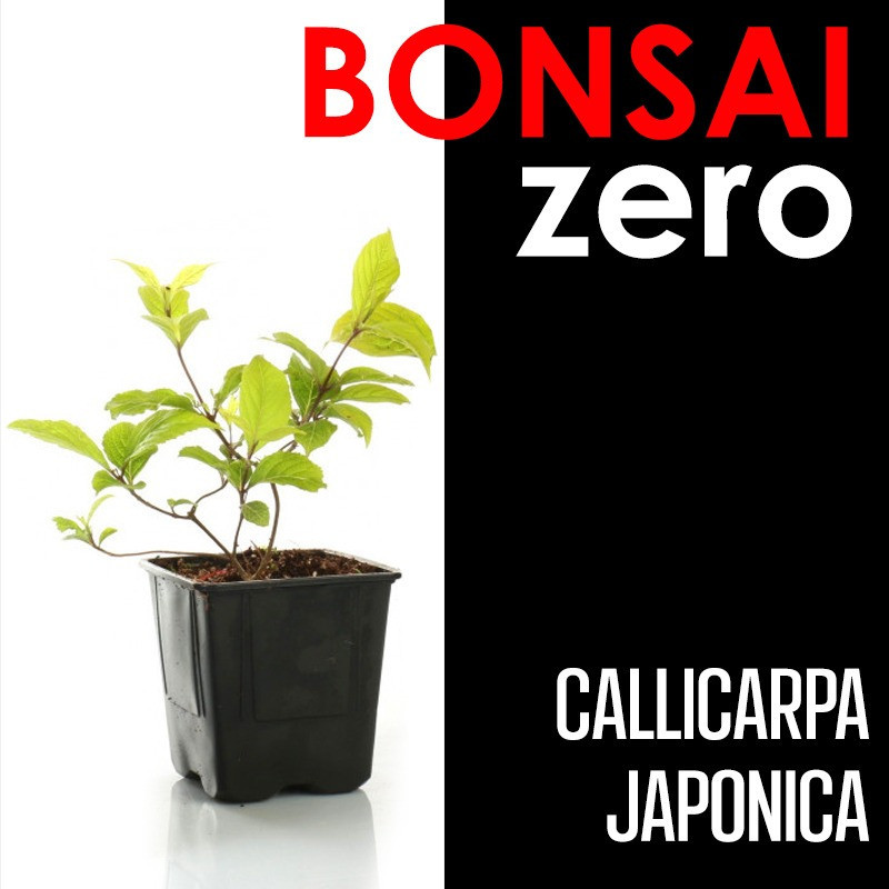 Kit Bonsai Zero Callicarpa Japonica (colador rectangular)