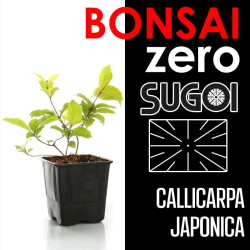Kit Bonsai Zero SUGOI Callicarpa Japonica (colador rectangular)