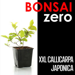 Kit Bonsai Zero XXL Callicarpa Japonica (colador redondo)