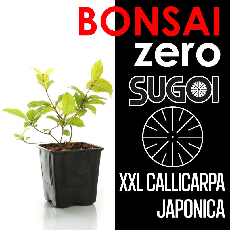 Kit Bonsai Zero XXL SUGOI Callicarpa Japonica (colador redondo)