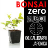 Kit Bonsai Zero XXL SUGOI Callicarpa Japonica (colador redondo)