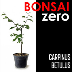 Kit Bonsai Zero Carpinus Betulus (colador rectangular)