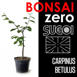 Kit Bonsai Zero SUGOI Carpinus Betulus (colador rectangular)