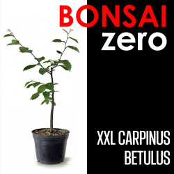 Kit Bonsai Zero XXL Carpinus Betulus (colador redondo)
