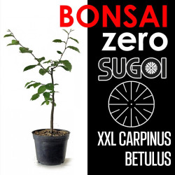 Kit Bonsai Zero XXL SUGOI Carpinus Betulus (colador redondo)
