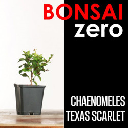 Kit Bonsai Zero Chaenomeles Texas Scarlet (colador rectangular)