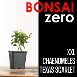 Kit Bonsai Zero XXL Chaenomeles Texas Scarlet (colador redondo)