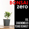 Kit Bonsai Zero XXL Chaenomeles Texas Scarlet (colador redondo)