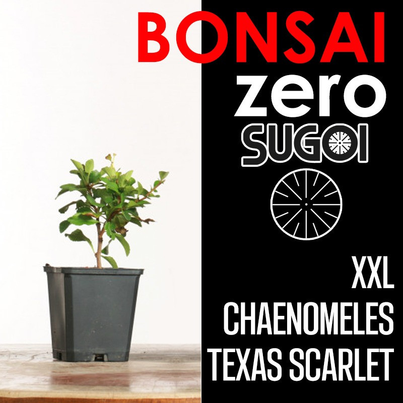 Kit Bonsai Zero XXL SUGOI Chaenomeles Texas Scarlet (colador redondo)