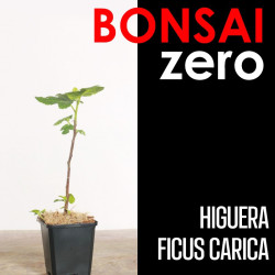 Kit Bonsai Zero Higuera Ficus Carica (colador rectangular)