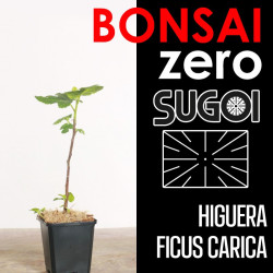 Kit Bonsai Zero SUGOI Higuera Ficus Carica (colador rectangular)