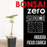 Kit Bonsai Zero SUGOI Higuera Ficus Carica (colador rectangular)