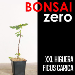 Kit Bonsai Zero XXL Higuera Ficus Carica (colador redondo)