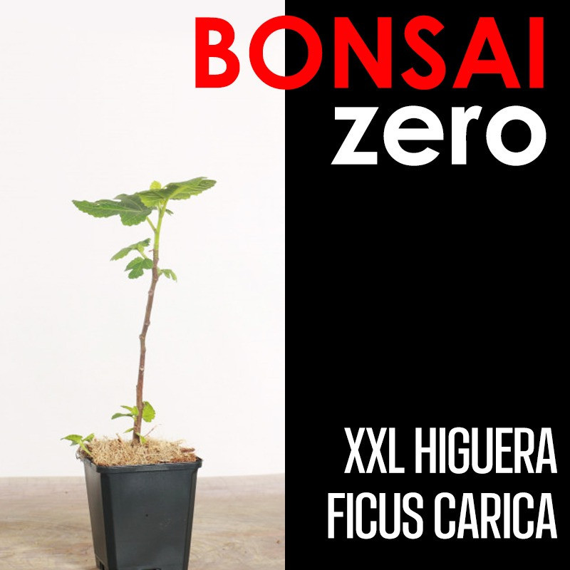 Kit Bonsai Zero XXL Higuera Ficus Carica (colador redondo)