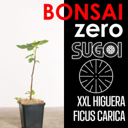 Kit Bonsai Zero XXL SUGOI Higuera Ficus Carica (colador redondo)