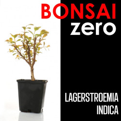 Kit Bonsai Zero...