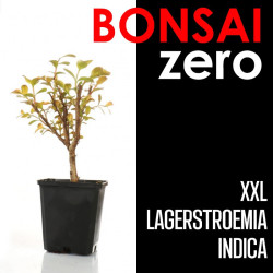 Kit Bonsai Zero XXL Lagerstroemia Indica (colador redondo)