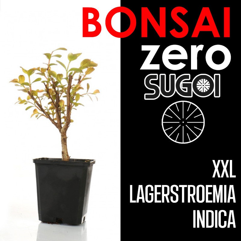 Kit Bonsai Zero XXL SUGOI Lagerstroemia Indica (colador redondo)