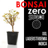 Kit Bonsai Zero XXL SUGOI Lagerstroemia Indica (colador redondo)