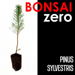 Kit Bonsai Zero Pinus...