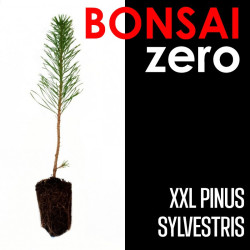 Kit Bonsai Zero XXL Pinus Sylvestris (colador redondo)