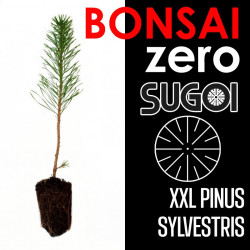 Kit Bonsai Zero XXL SUGOI Pinus Sylvestris (colador redondo)